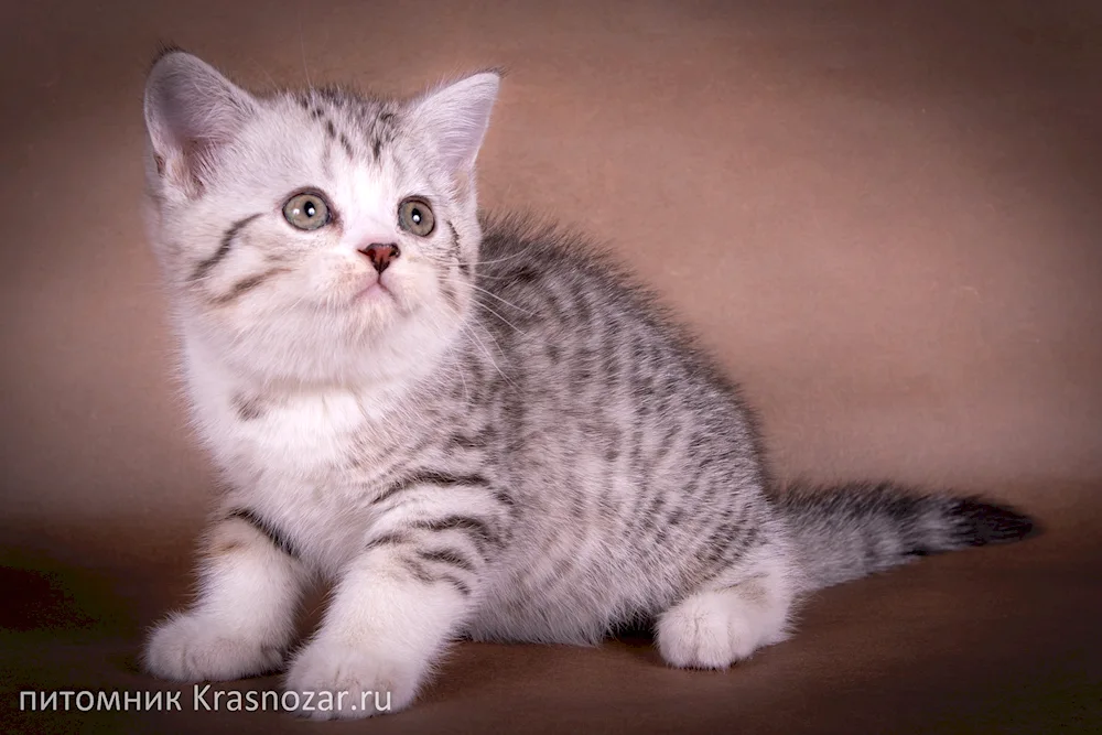 Scottish shorthair tabby cat