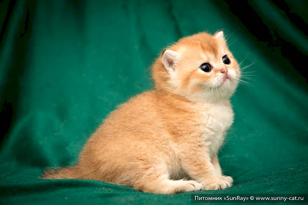 Britan Golden Chinchilla