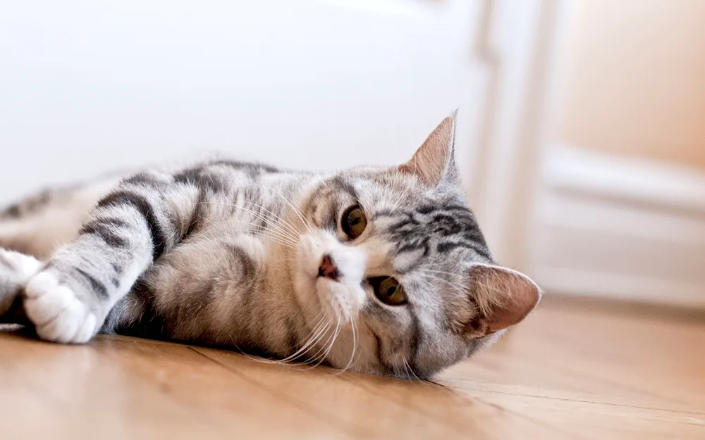 Scottish Scottish Shorthair tabby