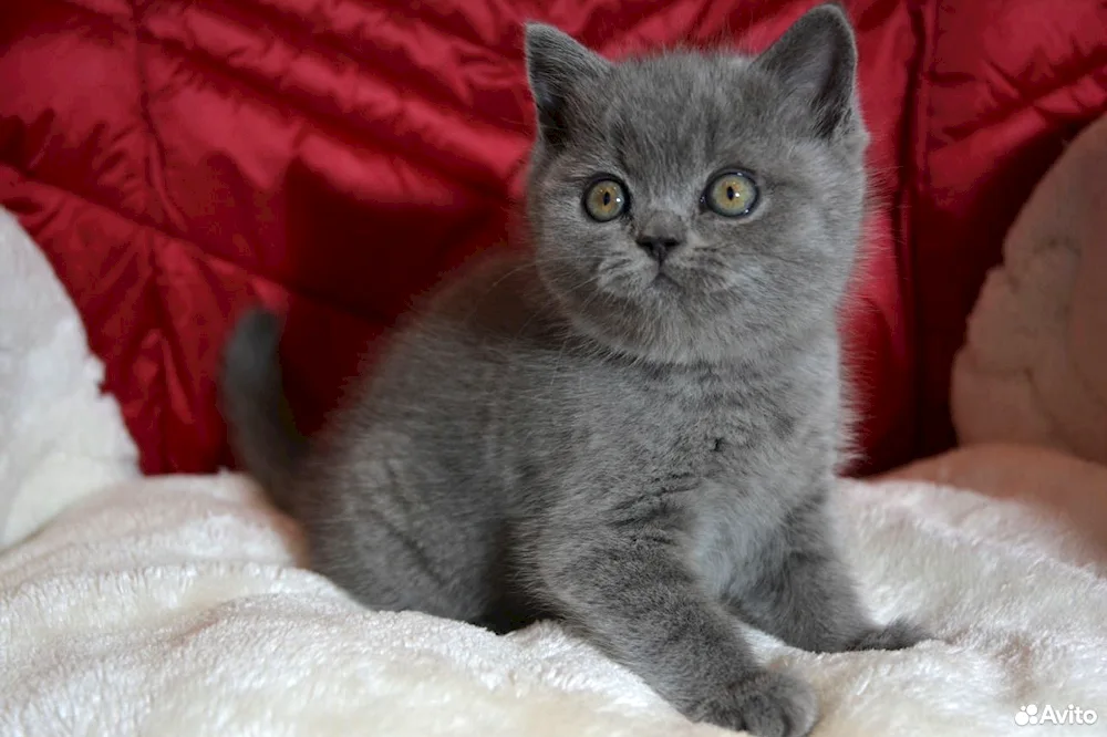 Scottish straight-eared grey cat