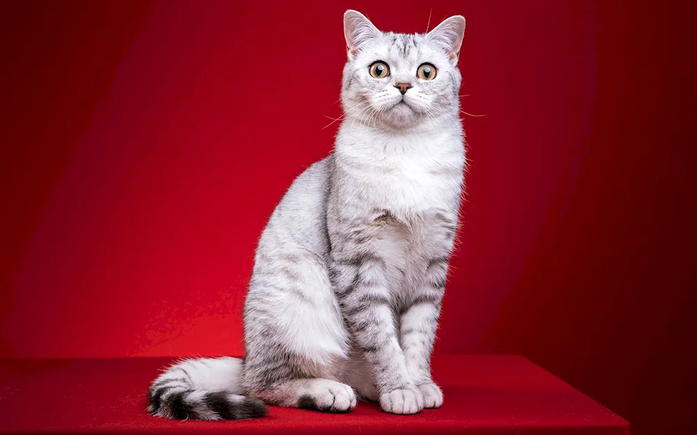 Scottish Straight cat white