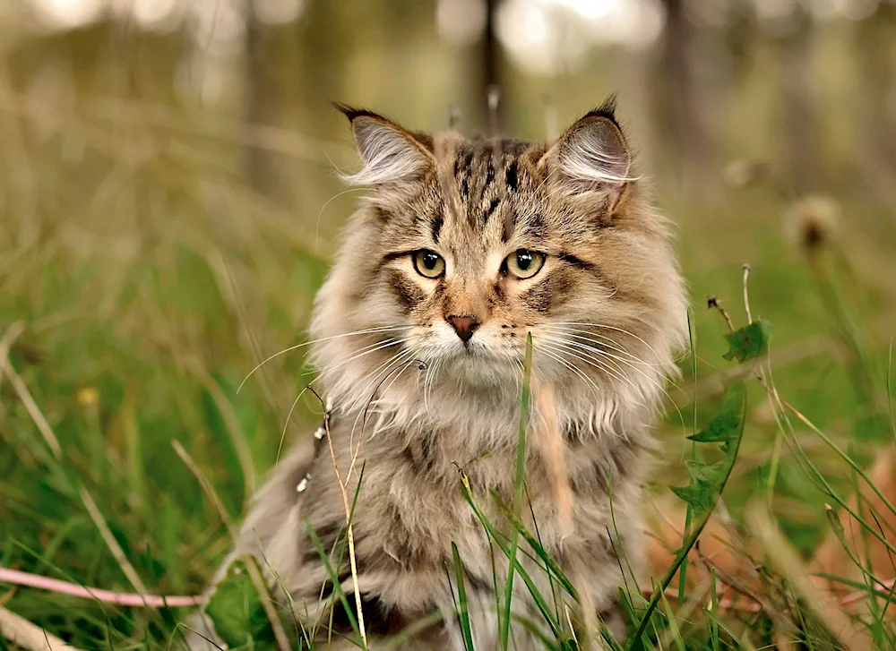 Scottish Forest Cat