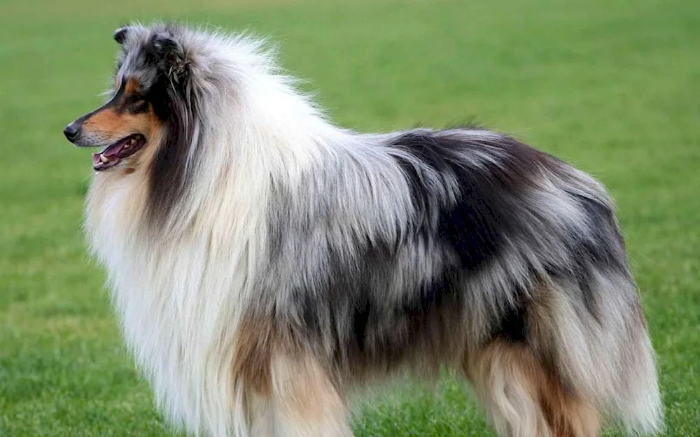 Scottish sheepdog. Collie