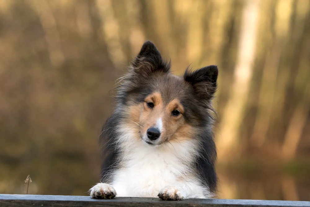 Scottish Shepherd Sheltie