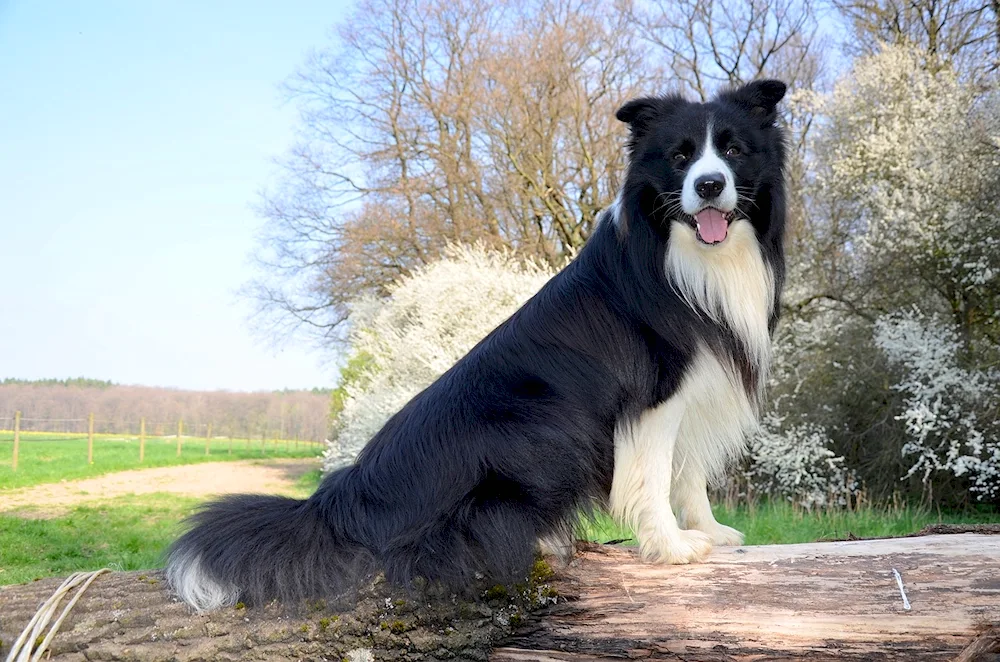 Scottish shepherd sheepdog Border collie