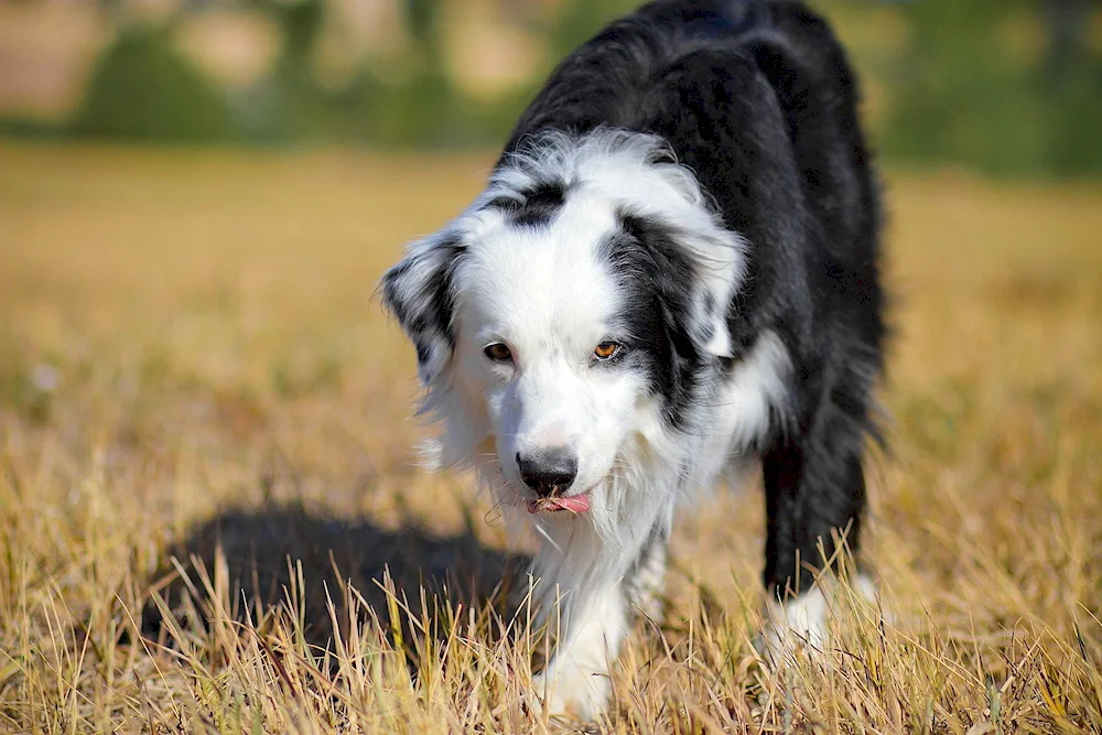 Bernese Zennenhund