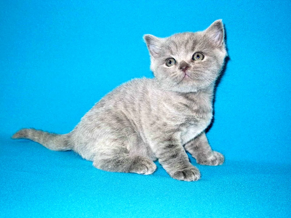 Scottish straight-eared shorthair cat