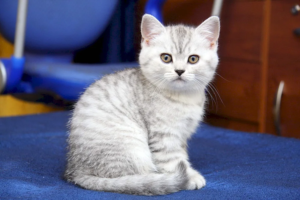 Scottish straight-eared cat white