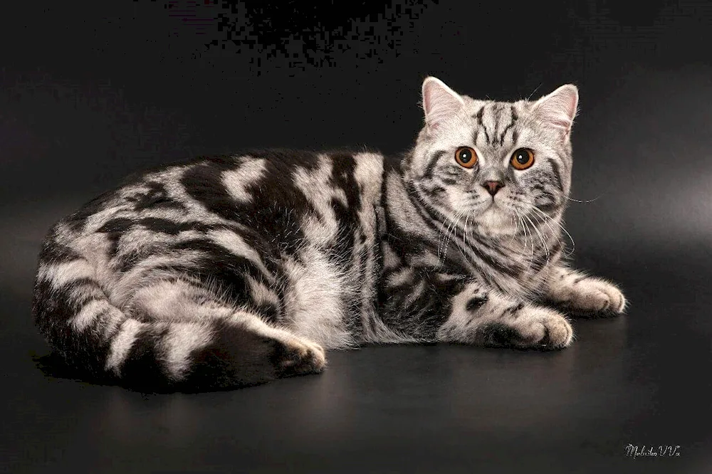Scottish straight-eared cat marbled
