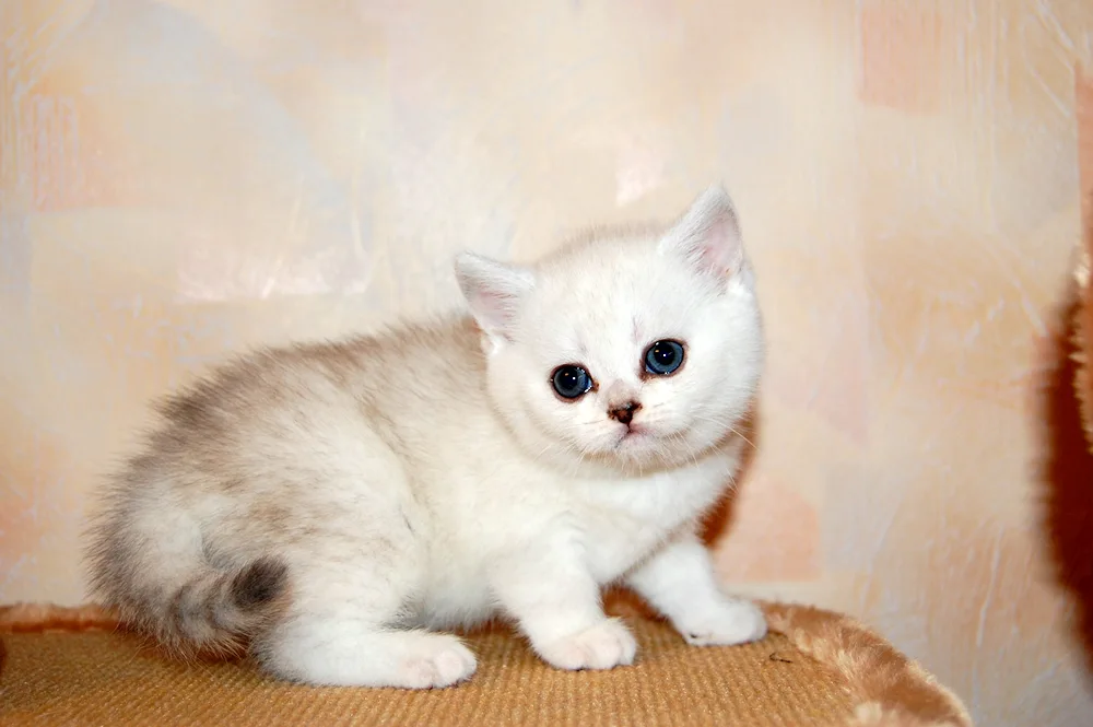 Scottish Chinchilla White