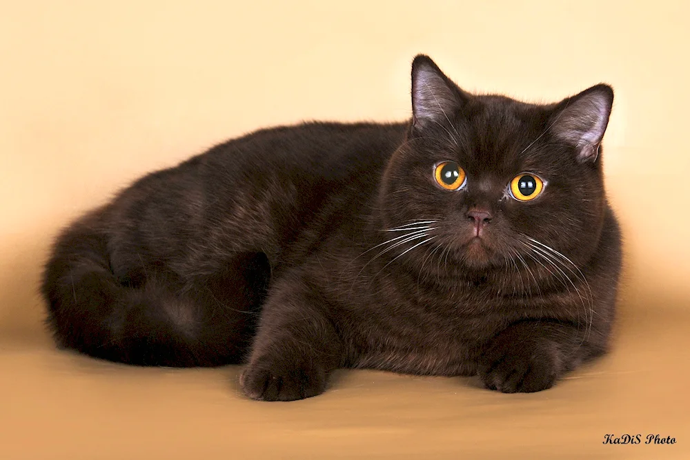 British cinnamon shorthair cat