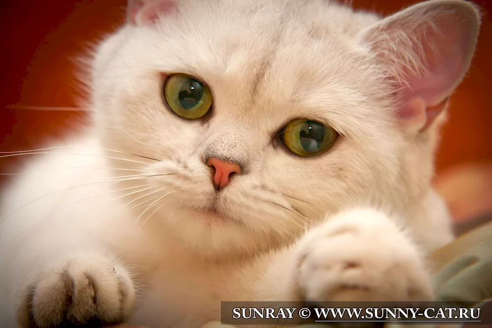 Siberian cat white with blue eyes eyes