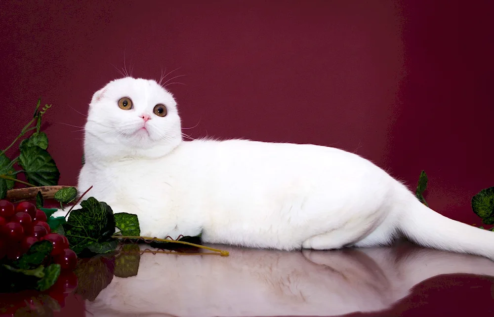 Scottish lop cat white