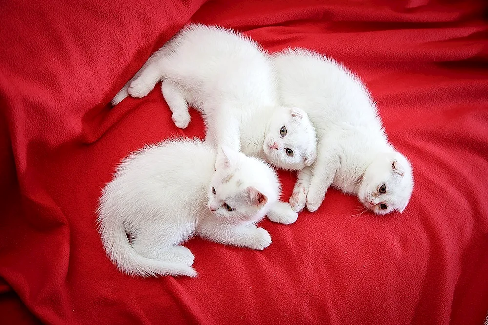 Scottish lop cat white