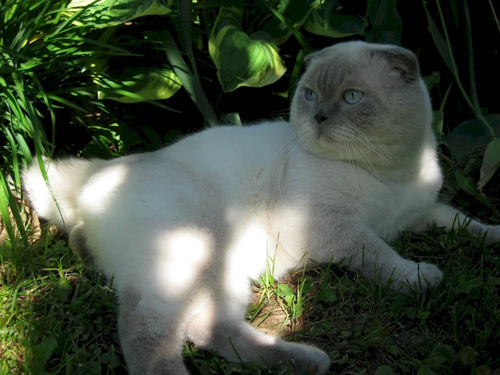 Lilac Siamese cat