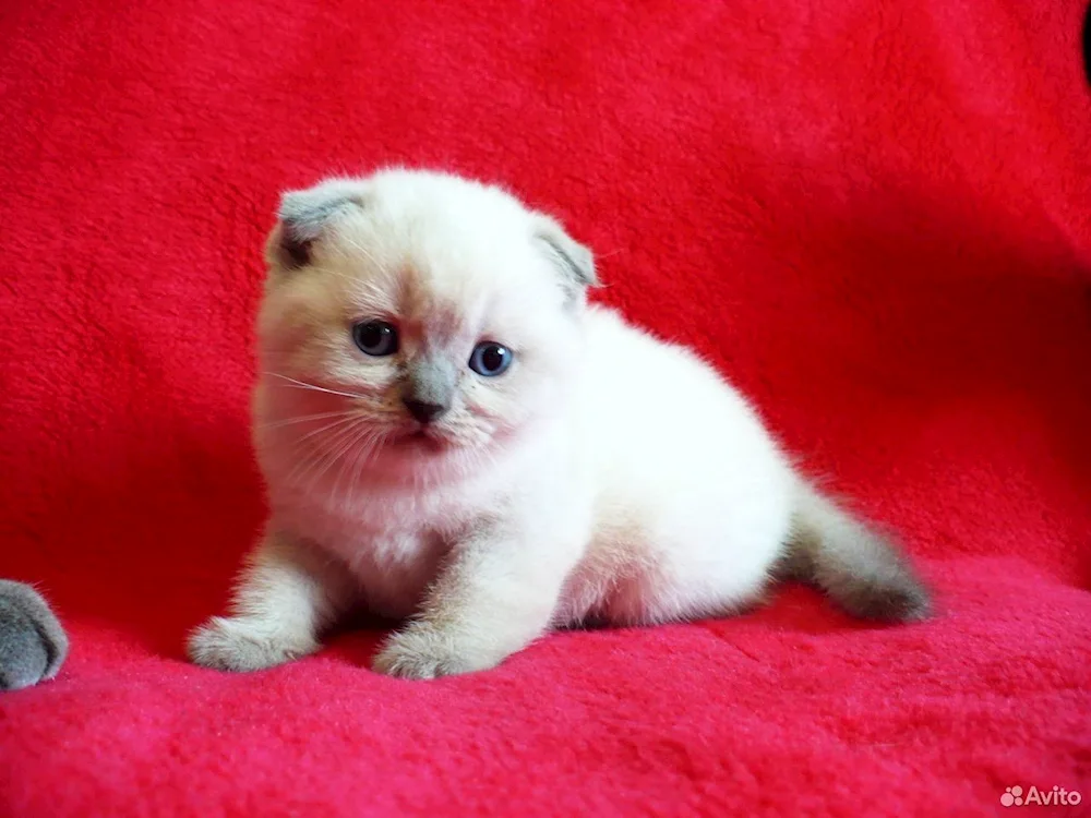 Siamese Scottish Scottish Fold