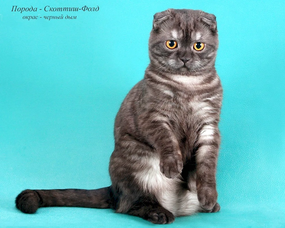 Scottish lop shorthair