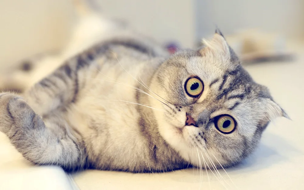 Scottish lop cat