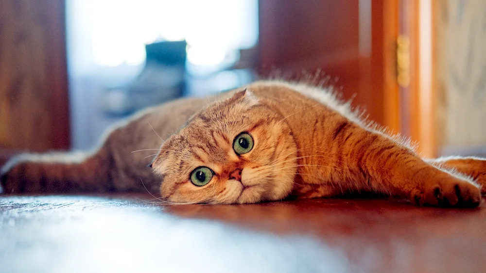 Scottish lop cat