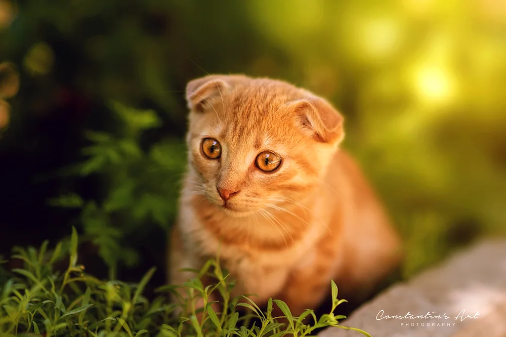 Scottish lop cat