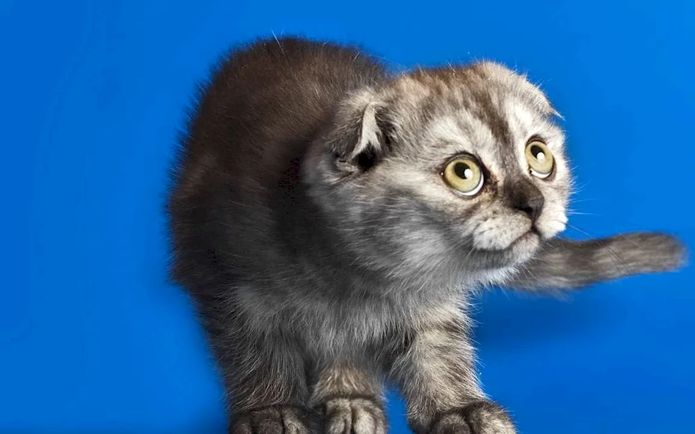 Scottish lop cat