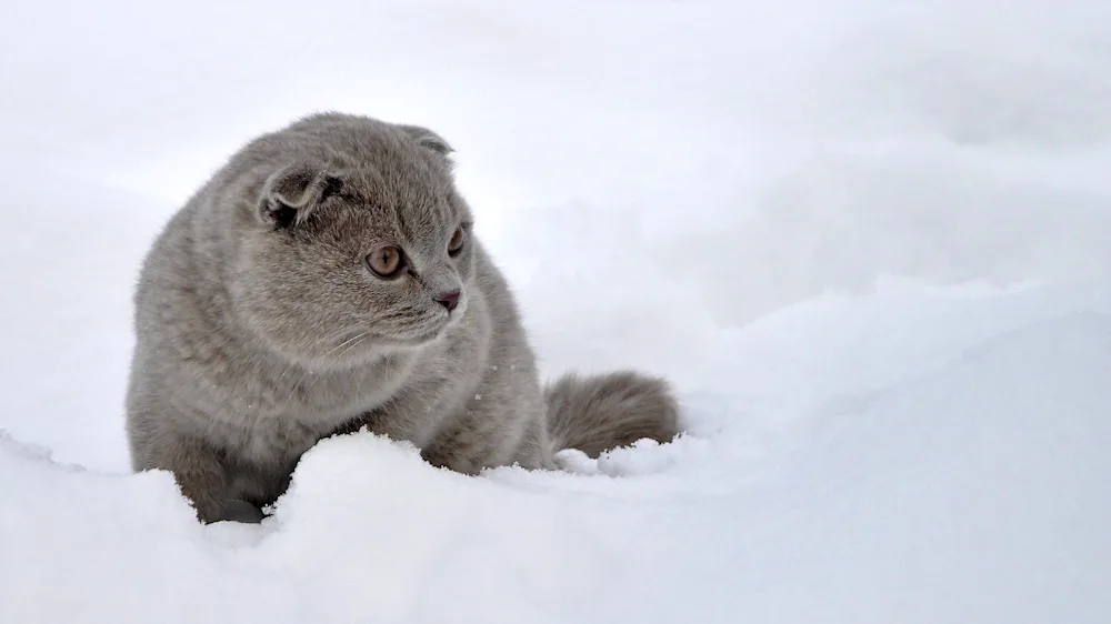 Scottish lop cat