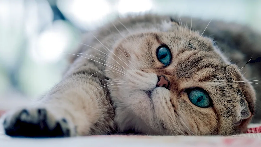 Scottish Fold kittens