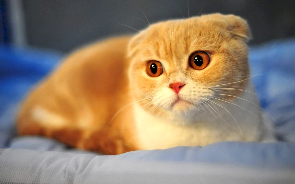 Scottish Lop cat