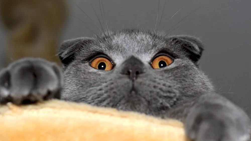 Scottish Lop cat. Scottish Fold
