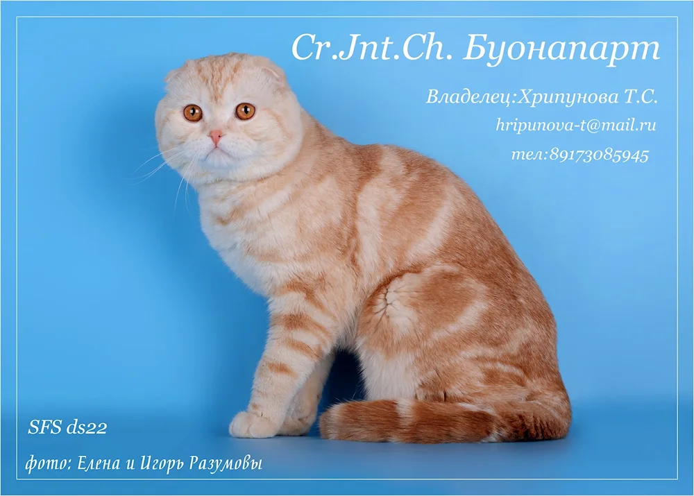 Scottish Fold chocolate