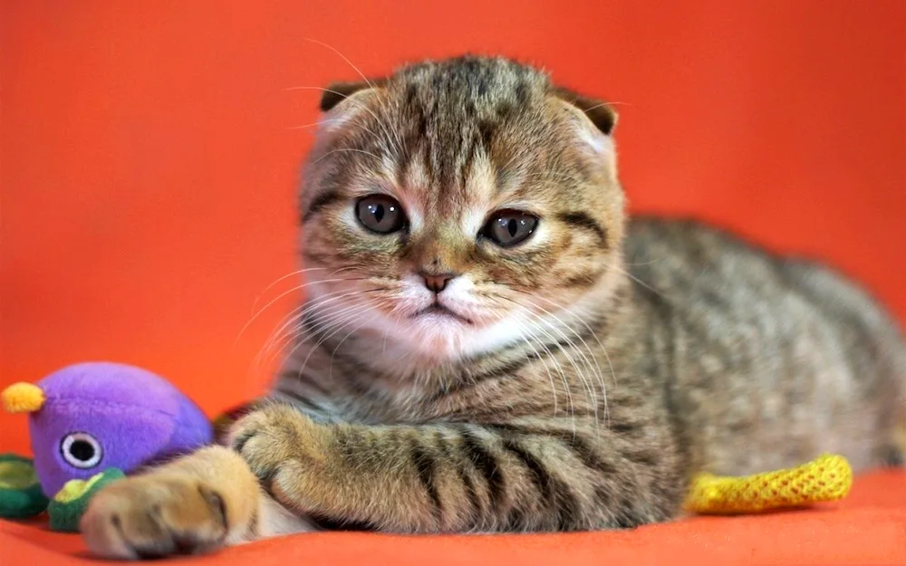 Scottish lop cat