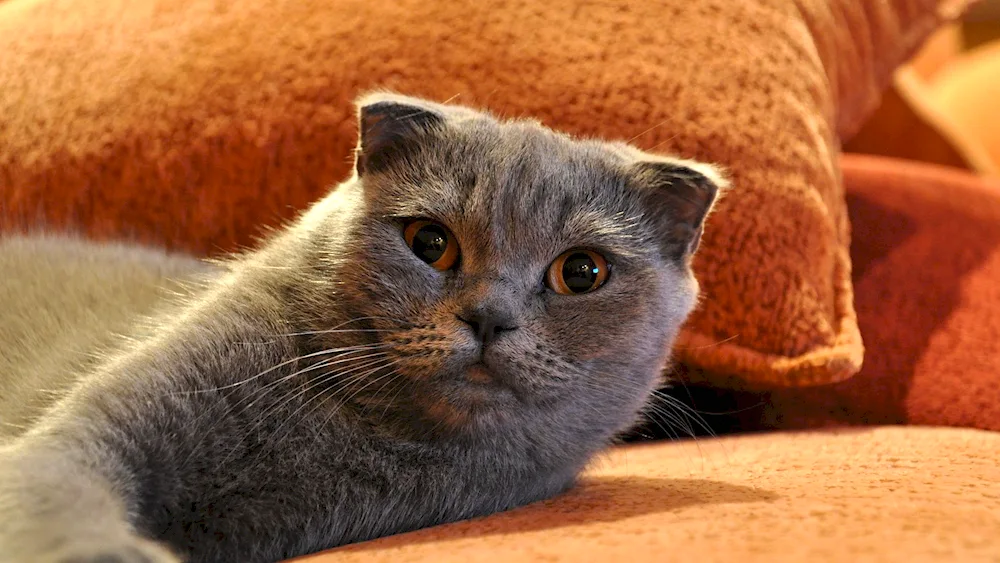 Scottish cat Fold kittens