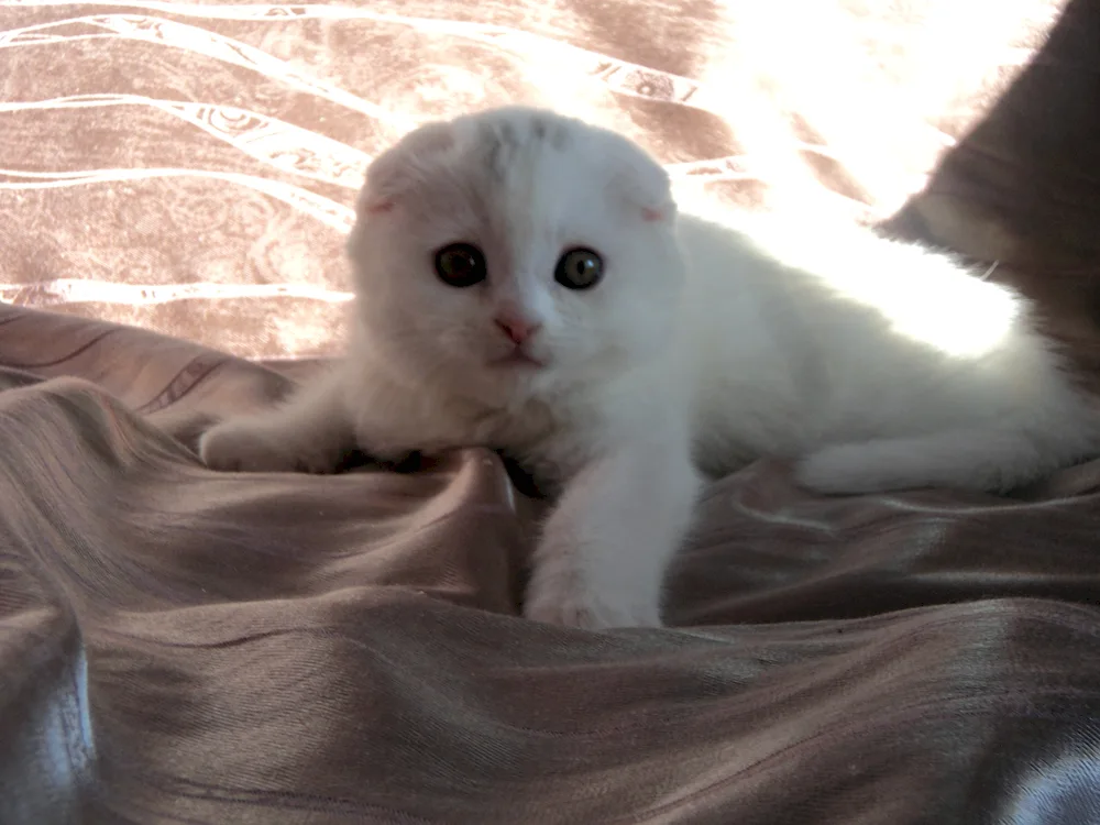 Scottish lop-eared cat