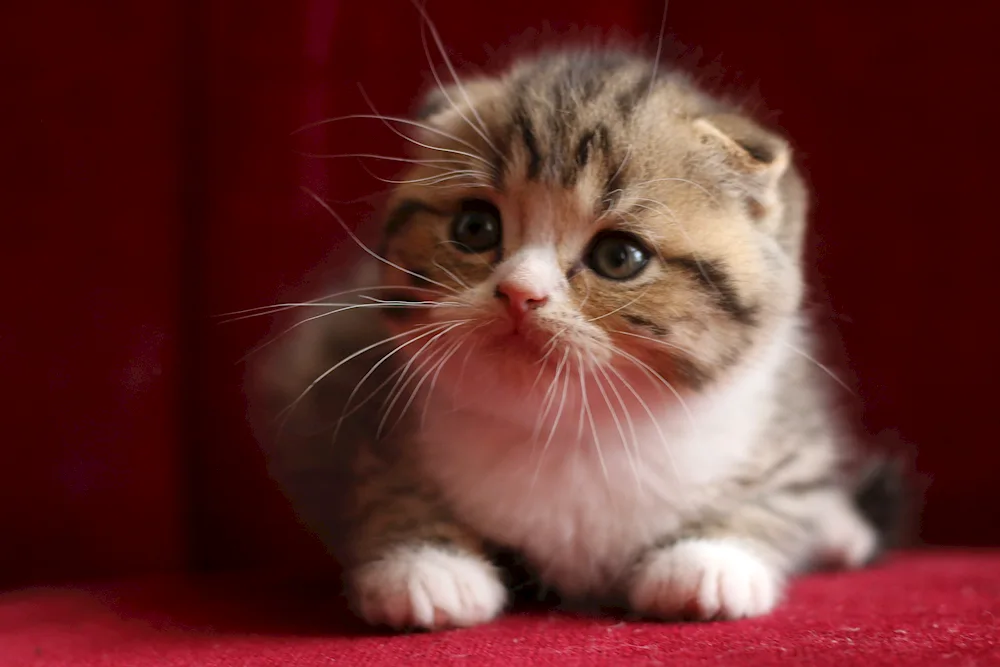 Scottish lop cat