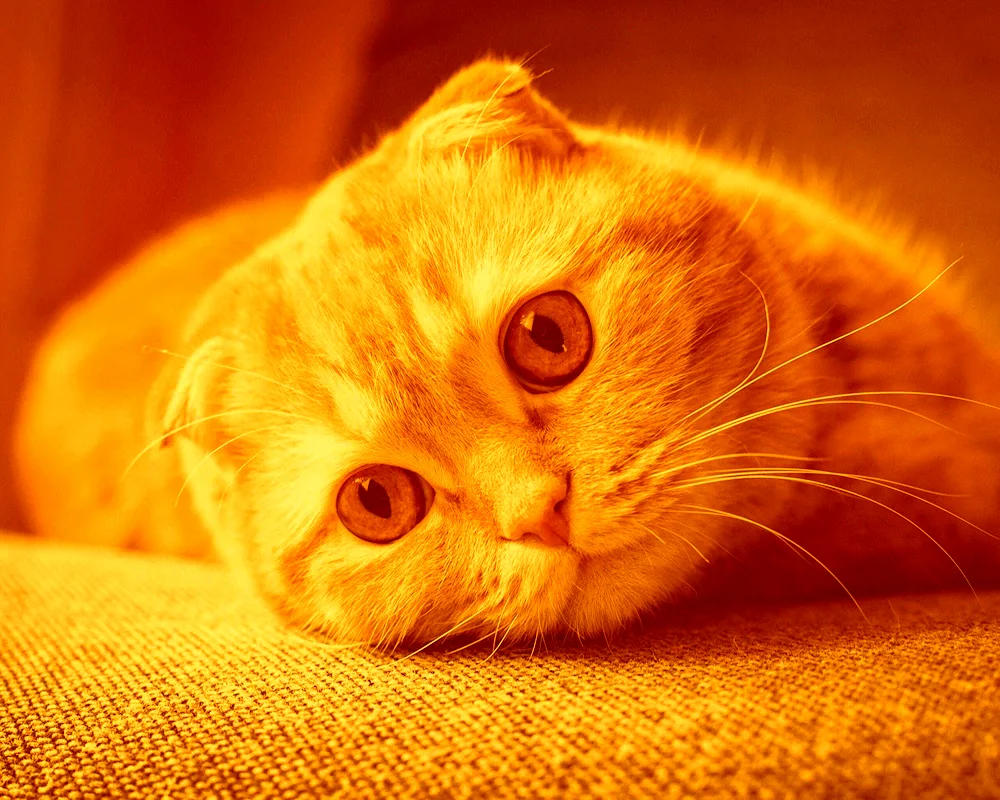 Scottish Scottish Fold red