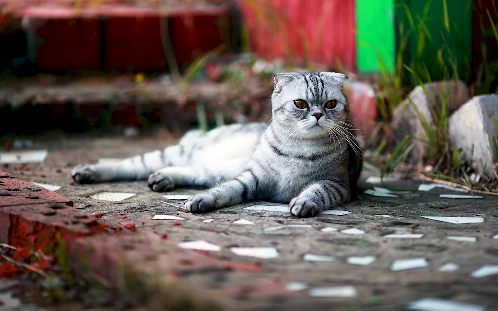 Scottish Fold kittens