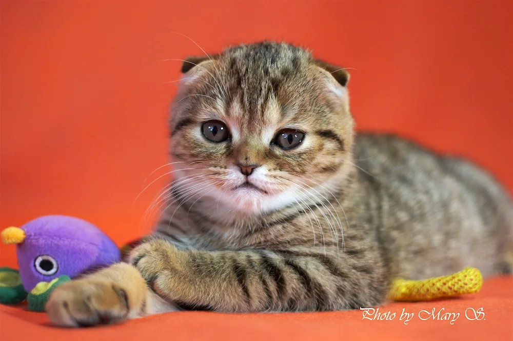 Scottish lop cat