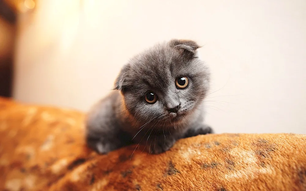 Scottish lop cat