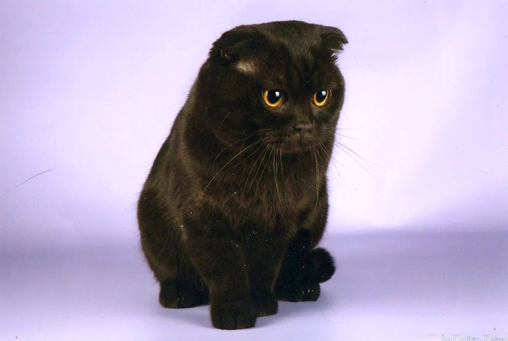 Scottish Scottish Fold black