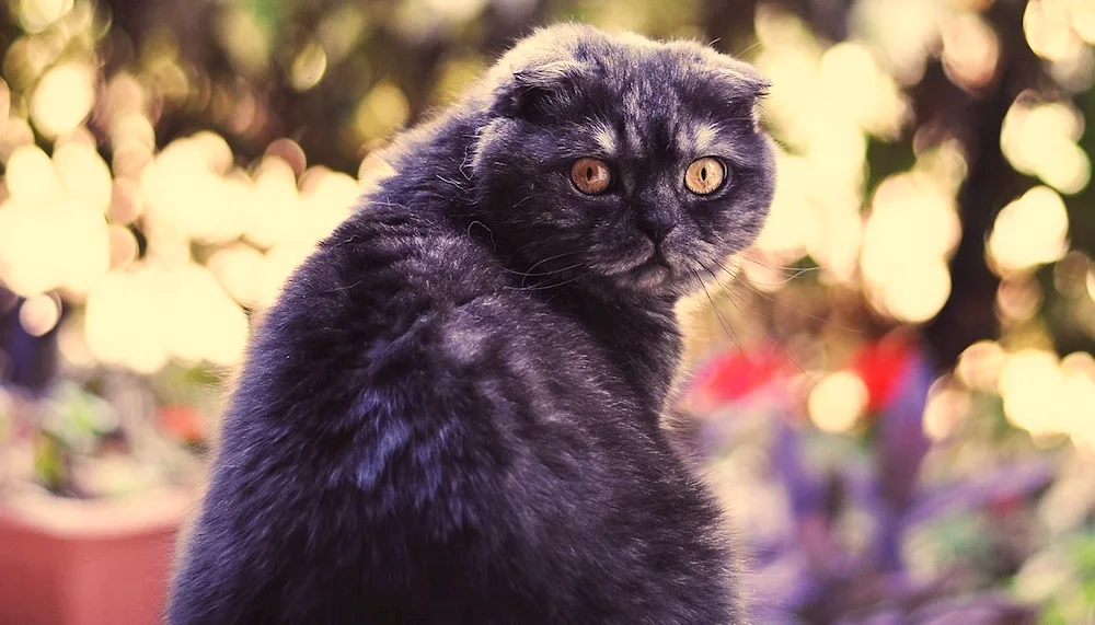 Scottish lop cat black