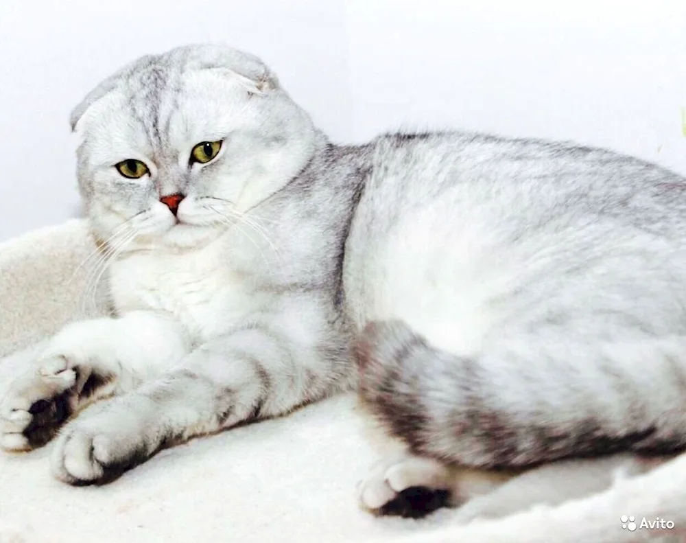 Scottish lop cat white