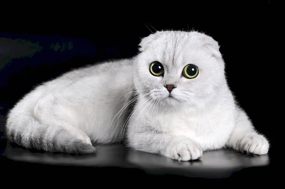 Scottish lop cat blue Scottish Scottish Fold