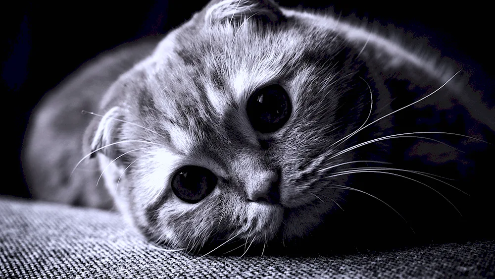 Scottish lop-eared cat