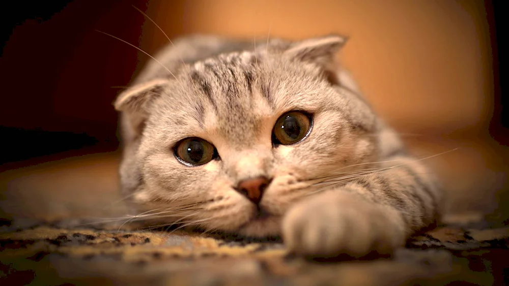 Scottish- Scottish Fold Red Scottish Lop