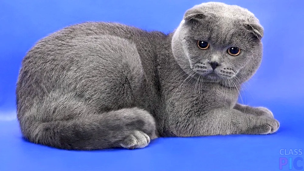 Scottish lop-eared cat. Persian lop