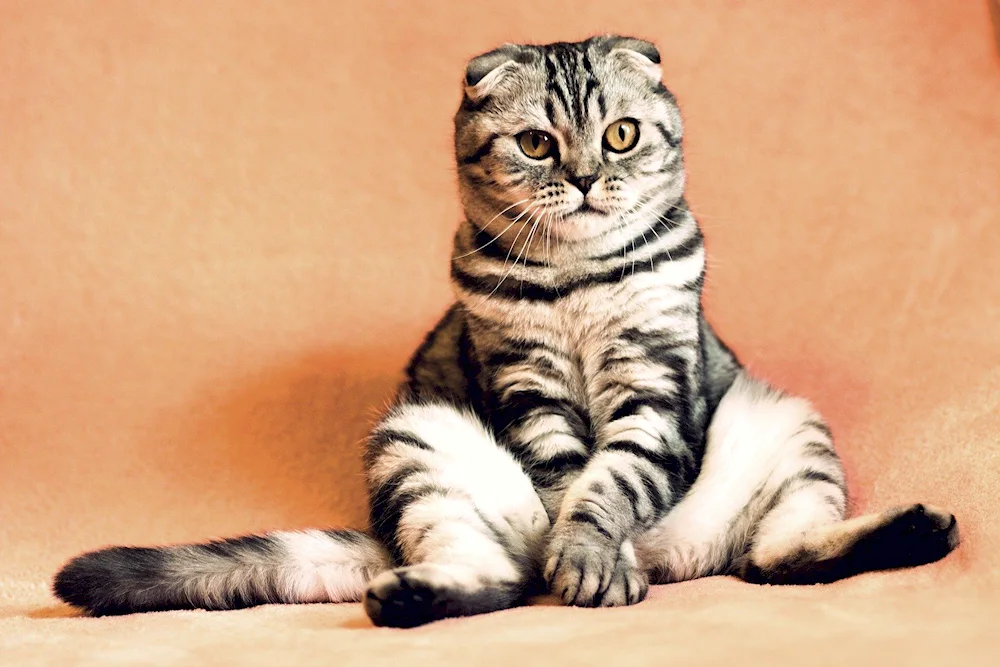 American shorthair tabby