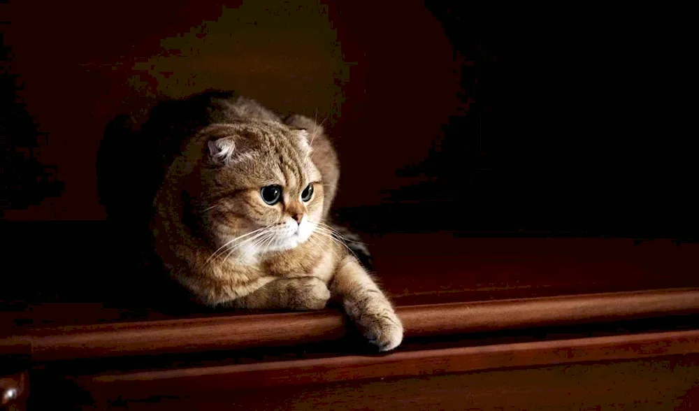 Scottish Fold kittens