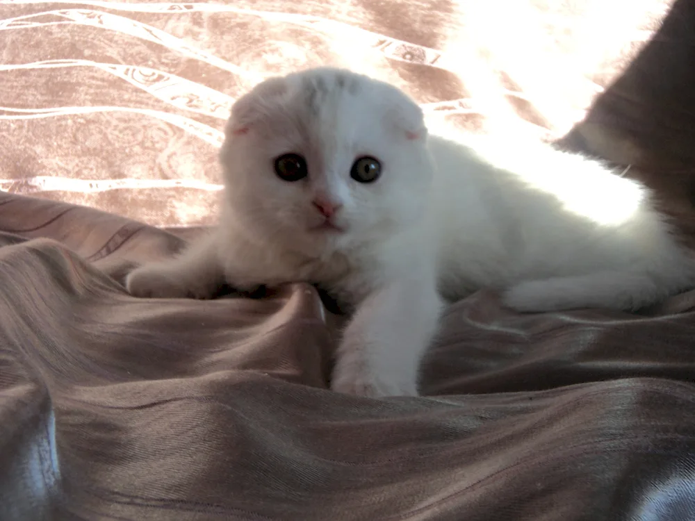 Scottish lop-eared cat white