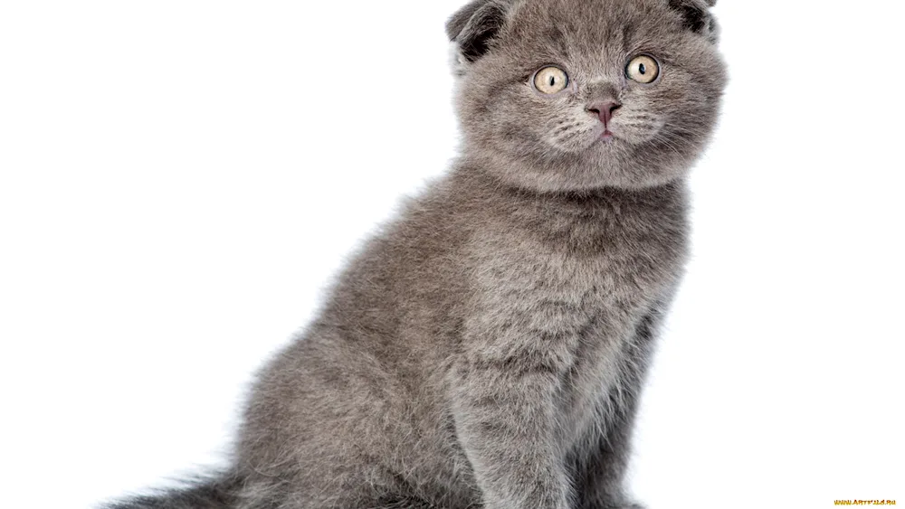 British shorthair cat