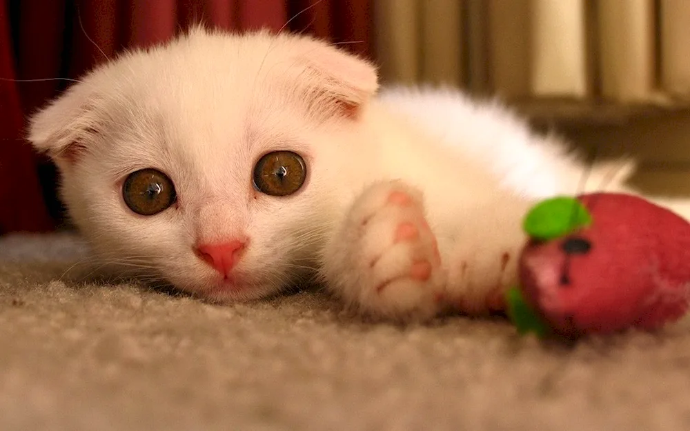 Scottish lop cat white